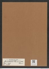 Anisodiscus pantocsekii Grun. (de-Toni-Nr.: Genus 207, Species 5276) Zeichnungen Sammlung Grunow Mappe 05041 (Herbarium_W_Grunow_drawings_Folder_05041)